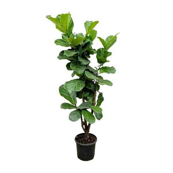 Image of Feigenbaum – Ficus Lyrata – ca. 170cm hoch – Ø32cm – Geigenfeige als imposante Zimmerpflanze – XXL Grünpflanze mit großen Blättern-0