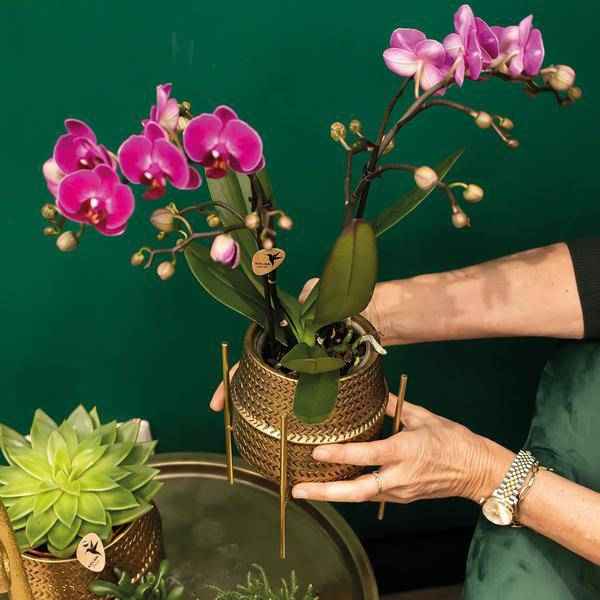 Image of Phalaenopsis Orchidee – Flieder – Morelia – Mit goldfarbenem Groove Ziertopf – Ø9cm – 35cm hoch – Blühende Zimmerpflanze – Deko