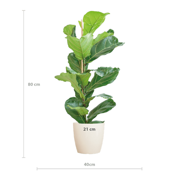 Image of Ficus Lyrata – Geigen – Feige – Zimmerpflanze ↕80cm – Ø21cm – große Blätter – inklusive nachhaltigem Viber Topf Weiß-1