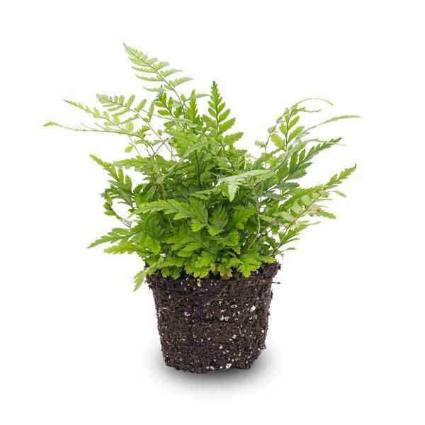 Image of Farn Athyrium spicatum – pflegeleichter Flaschengarten im Glas, Pflanzen Terrarium für Wohnzimmer & Büro-0