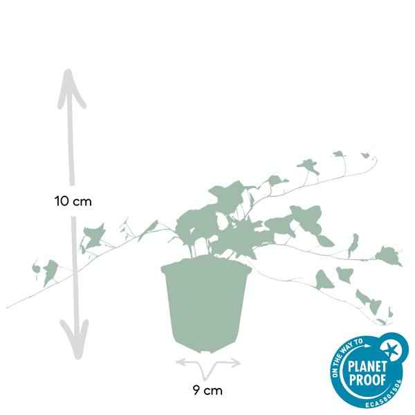 Image of Hedera helix 'Glacier' – Weißgrüner Efeu – Ø9cm – ↕10-25cm – 6 Pflanzen – Bodendecker & pflegeleicht – schnellwachsend-3