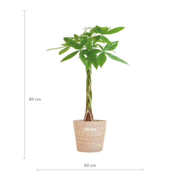 Image of Pachira Aquatica 80cm – Glückskastanie Zimmerpflanze Ø21cm im naturfarbenen Seegras – Korb Sofia – Geldbaum mit geflochtenem Stamm-1