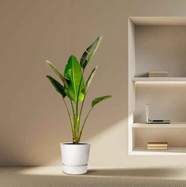 Image of Baum – Strelitzie – Strelitzia Augusta – Weißer Paradiesvogel – Zimmerpflanze – 180cm – Ø30cm – Tropische Grünpflanze für Wohnzimmer und Büro