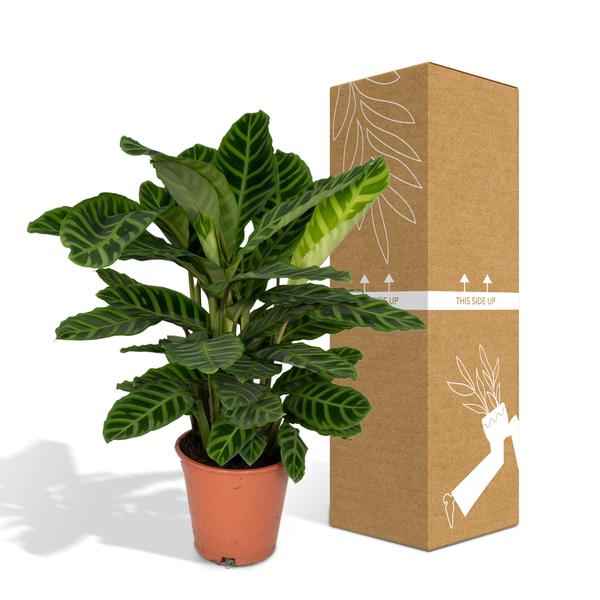 Image of Calathea Zebrina – Pfauenpflanze – Zimmerpflanze – Ø19cm x ↕80cm – Tropische Blattpflanze mit Zebramuster – Luftreinigend & pflegeleicht-4