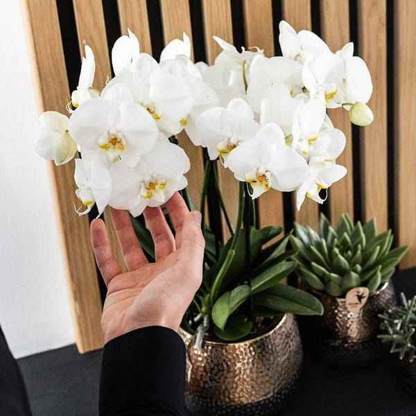 Image of Keramik Blumentopf Kupfer – Pflanztopf Ø12cm – Übertopf glänzend für Zimmerpflanzen, Wohnzimmer, Küche, Büro & Innenräume-3