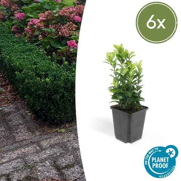Image of Japanischer Spindelstrauch Euonymus japonicus 'Green Spire' – ↕10-25cm – Ø9cm – 6 Pflanzen – Immergrüner Strauch – Hecken, Beete & Solitär – Sonne & Schatten – Pflegeleicht