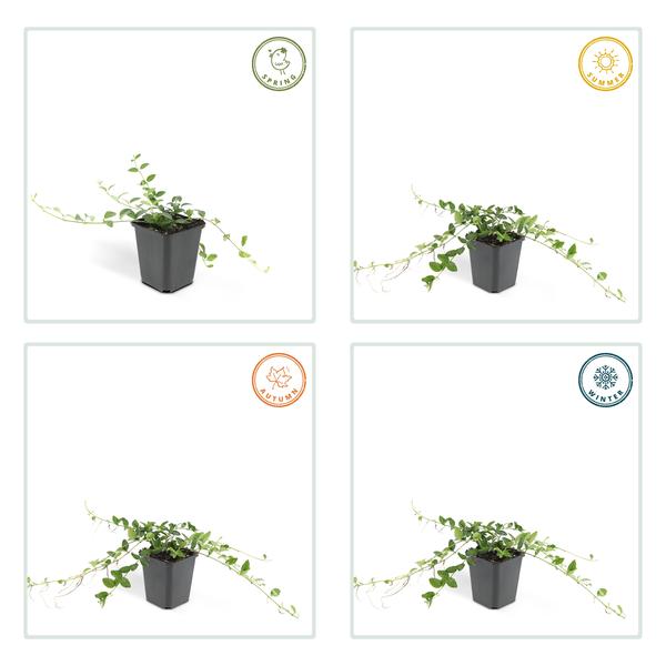 Image of Immergrün – Vinca minor 'Alba' – ↕10-25cm – Ø9cm – 6 Pflanzen – Bodendecker mit weißen Blüten – Pflegeleicht & sonnig/schattig-4