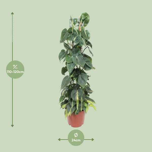Image of Philodendron Scandens Brasil – Baumfreund – Zimmerpflanze – Ø24cm ↕120cm – Herzblattpflanze mit grün – gelben Blättern – tropische Hängepflanze-1