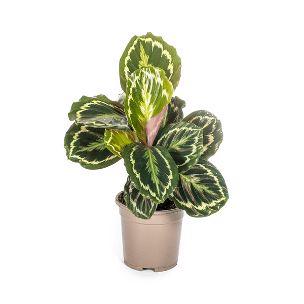 Image of Calathea Medallion – Korbmarante – Ø17cm – ↕40-50cm – Exotische Zimmerpflanze mit dekorativen Blättern – Pflegeleicht & luftreinigend-0