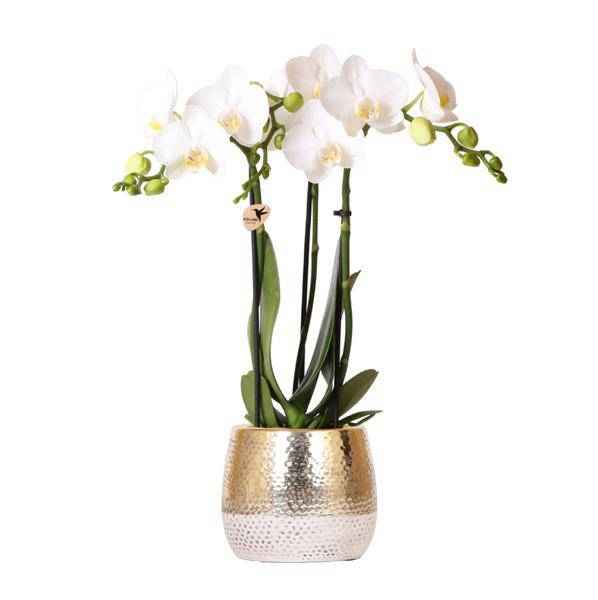 Image of Phalaenopsis Orchidee Weiß Amabilis Zimmerpflanze Ø9cm ↕40cm – blühende Orchidee für Wohnzimmer, Büro & helle Standorte kaufen-0