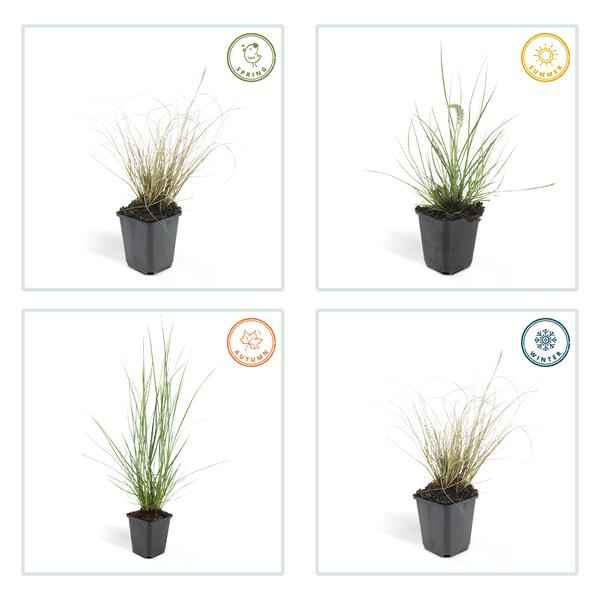 Image of Lampenputzergras Pennisetum alopecuroides 'Hameln' – ↕10-25cm – Ø9cm – 6 Pflanzen – Cremige Blüten von August – Herbst-4
