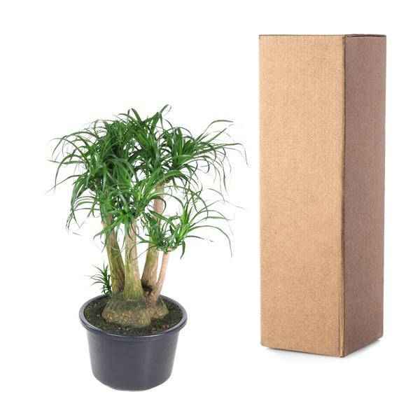 Image of Beaucarnea Zimmerpflanze Ø41cm ↕110cm – pflegeleichte Grünpflanze für Wohnzimmer, Büro & helle Standorte kaufen-2