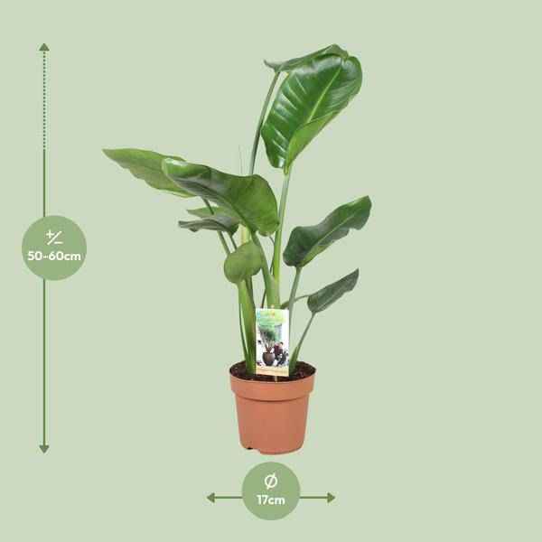 Image of Baum – Strelitzie – Strelitzia Nicolai – Riesenweiße Paradiesvogelblume – tropische Zimmerpflanze – pflegeleicht & dekorativ – Ø17cm – ca. 60cm hoch-1
