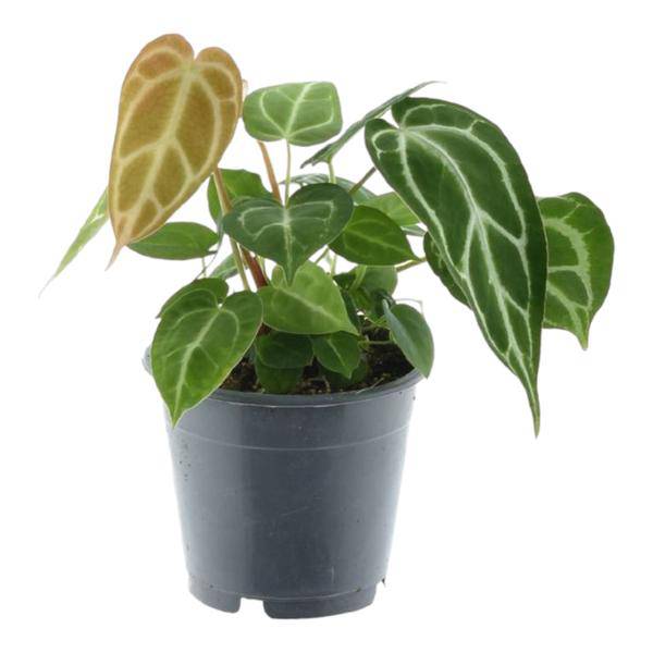 Image of Anthurium Crystallinum – Flamingoblume – Zimmerpflanze ↕35cm – Ø12cm – Exotische Grünpflanze mit herzförmigen Blättern & weißen Blattadern-0