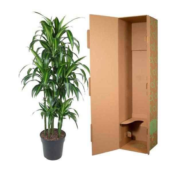 Image of Drachenbaum – Dracaena Hawaiiana Karussell 150cm – Ø31cm – Zimmerpflanze mit langen glänzenden Blättern-2