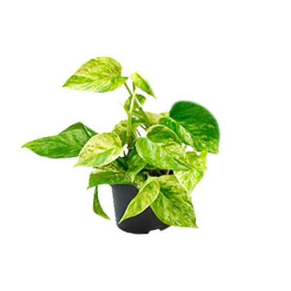 Image of Efeutute Marble Queen – Epipremnum Scindapsus – Ø12cm x H20cm – Pflegeleichte Kletter – & Hängepflanze – Luftreinigend – Im Pflanztopf-0