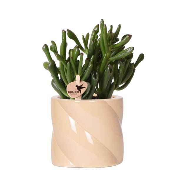 Image of Sukkulente Crassula Hobbit – Zimmerpflanze Ø9cm – inkl. Candy – Topf Pfirsich – Pflegeleichte Grünpflanze im dekorativen Keramiktopf