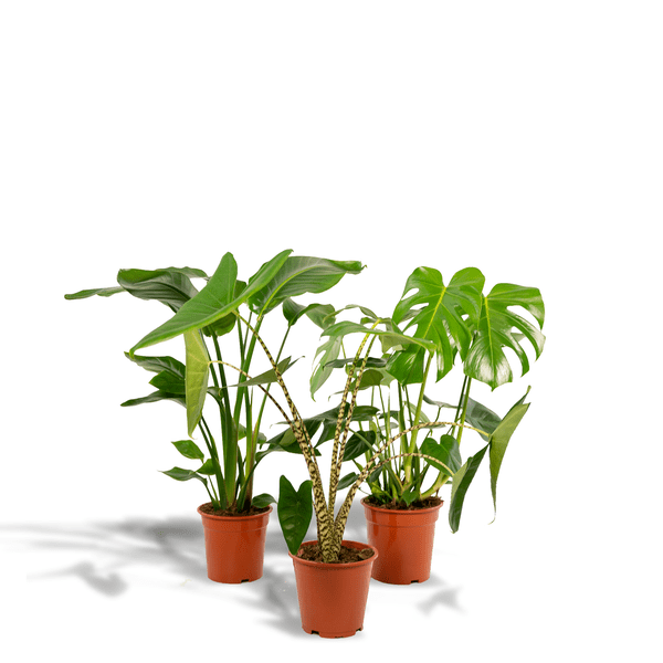 Image of Zimmerpflanzen Set Ø21cm Ø19cm ↕75cm – pflegeleichtes Pflanzen Set für Urban Jungle, Fensterbank, Wohnzimmer & Büro-0