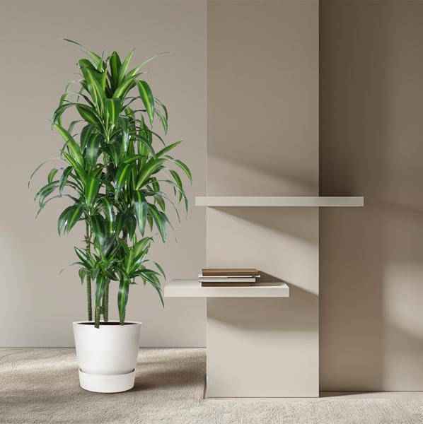 Image of Drachenbaum – Dracaena Hawaiiana Karussell 150cm – Ø31cm – Zimmerpflanze mit langen glänzenden Blättern-3