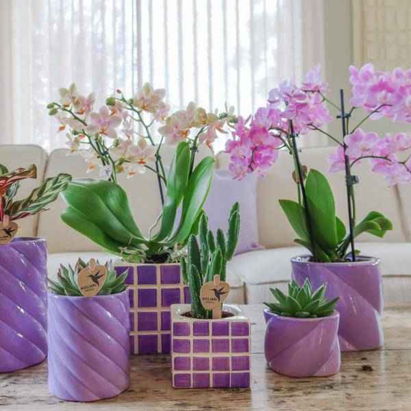 Image of Candy Blumentopf Flieder Ø9cm – Keramiktopf in runder Form – Pflanzentopf für Orchideen, Sukkulenten & Grünpflanzen-2