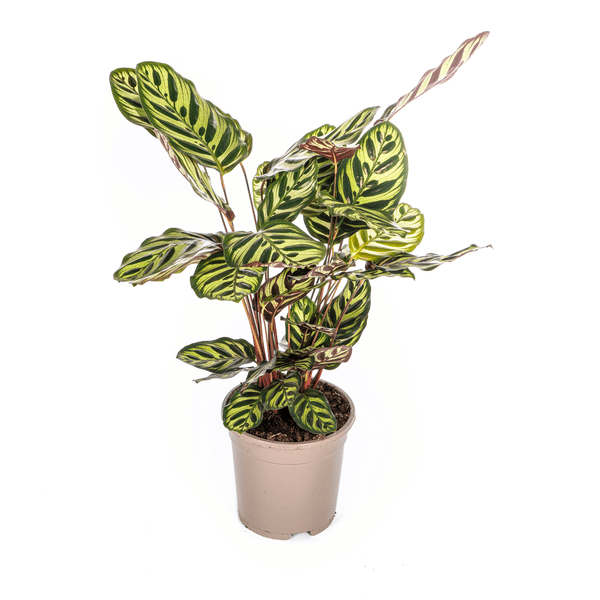 Image of Calathea Makoyana Pfauen – Korbmaranthe – Zimmerpflanze Ø17cm – ca. 40-50cm hoch – Dekorative Blätter mit roter Unterseite-0