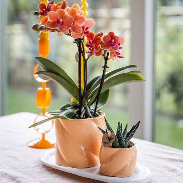 Image of Candy Blumentopf Pfirsich Ø9cm – Dekorativer Keramiktopf in moderner runder Form – Pflanzentopf für Orchideen, Sukkulenten & Grünpflanzen