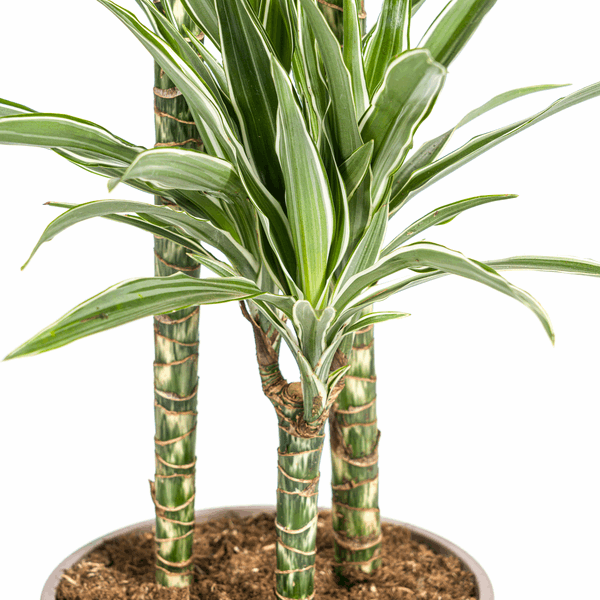 Image of Dracaena Deremensis White Stripe – Drachenbaum – Ø24cm – ↕130-150cm – Elegante Zimmerpflanze mit weißen Blattstreifen – Pflegeleicht & luftreinigend-3