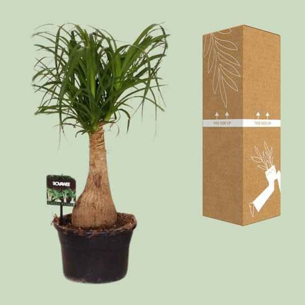 Image of Elefantenfuß Beaucarnea Nolina – Ø19cm – ↕60cm – Pflegeleichte Zimmerpflanze mit luftreinigenden Eigenschaften
