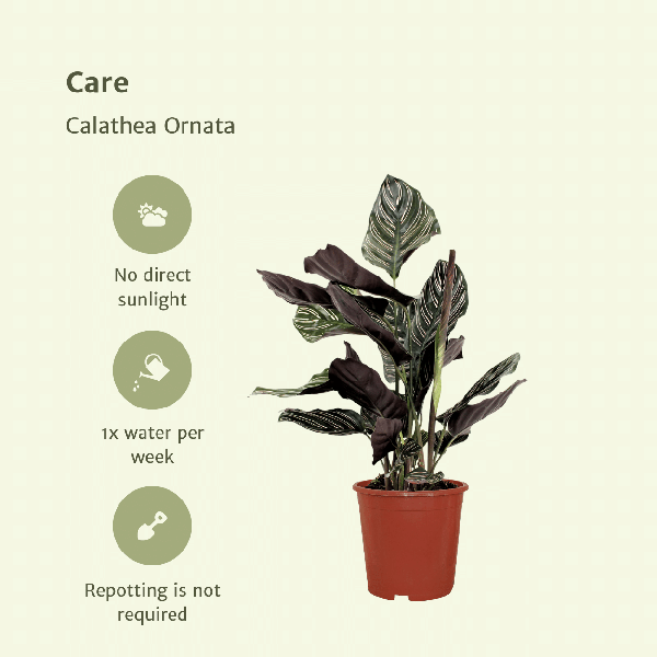Image of Pfauenpflanze Calathea Ornata – 2 Pflanzen– tropische Zimmerpflanze – Ø14cm – ↕50cm – dekorative Grünpflanze für halbschattige Standorte-4