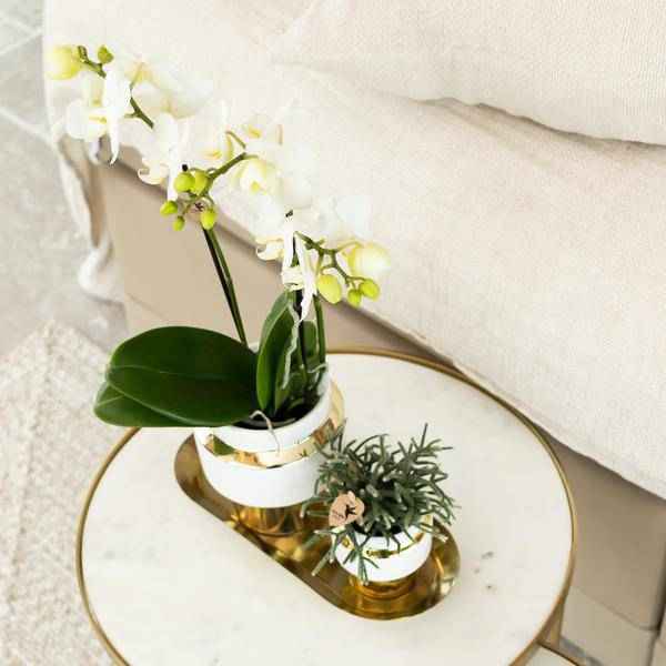 Image of Weiße Phalaenopsis Orchidee Amabilis – 2-3 Zweige – Ø9cm Le Chic Deko – Topf – Gold mit weißen Details – Blühende Zimmerpflanze – 40cm hoch-1