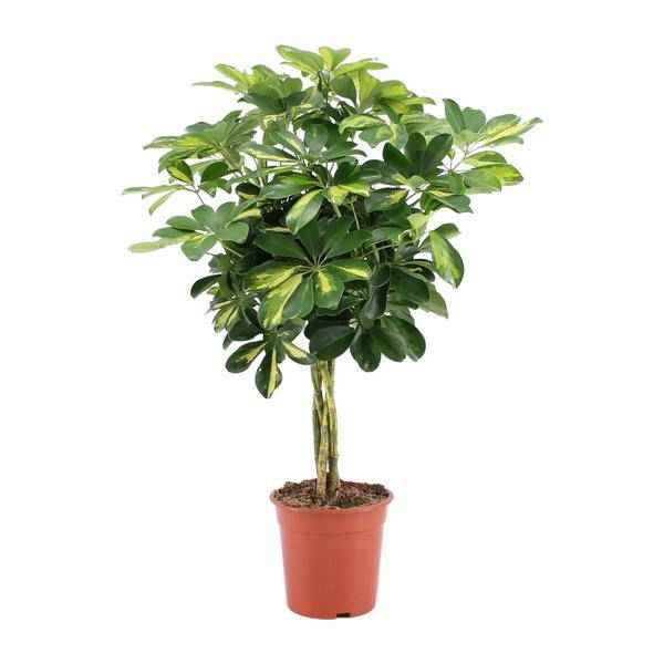 Image of Strahlenaralie Schefflera Arboricola Zimmerpflanze Ø19cm ↕75cm – pflegeleichte Grünpflanze für Wohnzimmer, Büro & helle Standorte kaufen