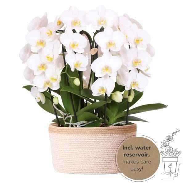 Image of Orchideen – Set Weiß im Baumwollkorb Zimmerpflanze Ø12cm – blühende Orchidee für Wohnzimmer, Büro & helle Standorte kaufen-0
