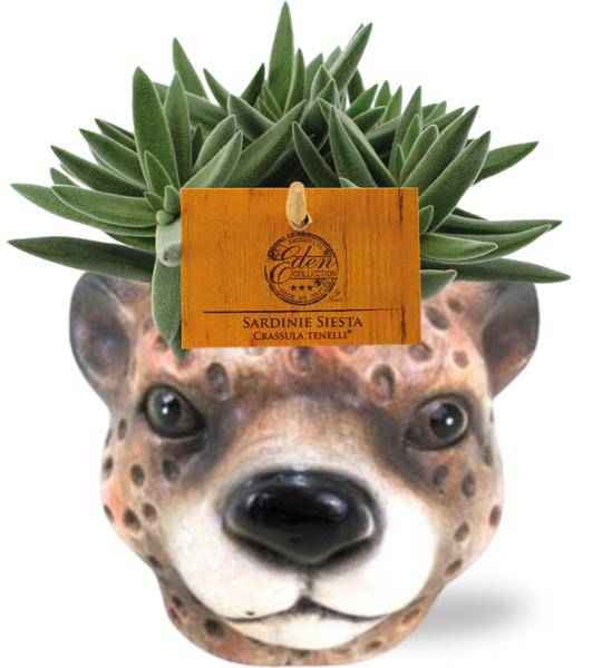 Image of Crassula Tenelli – Sukkulente – Zimmerpflanze – Ø11cm – ca. 15cm hoch – In Keramiktopf Leopard Braun Ø12x9,5cm – Pflegeleicht & dekorativ-0
