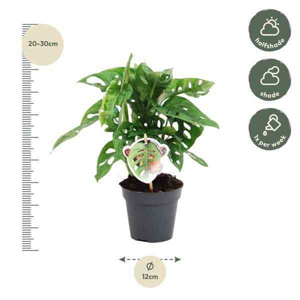 Image of Monstera obliqua Monkey Leaf – Fensterblatt – Kletterpflanze und Zimmerpflanze mit dekorativen Blättern – Ø12cm – ↕25cm-1