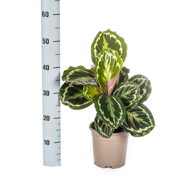 Image of Calathea Medallion – Korbmarante – Ø17cm – ↕40-50cm – Exotische Zimmerpflanze mit dekorativen Blättern – Pflegeleicht & luftreinigend-2