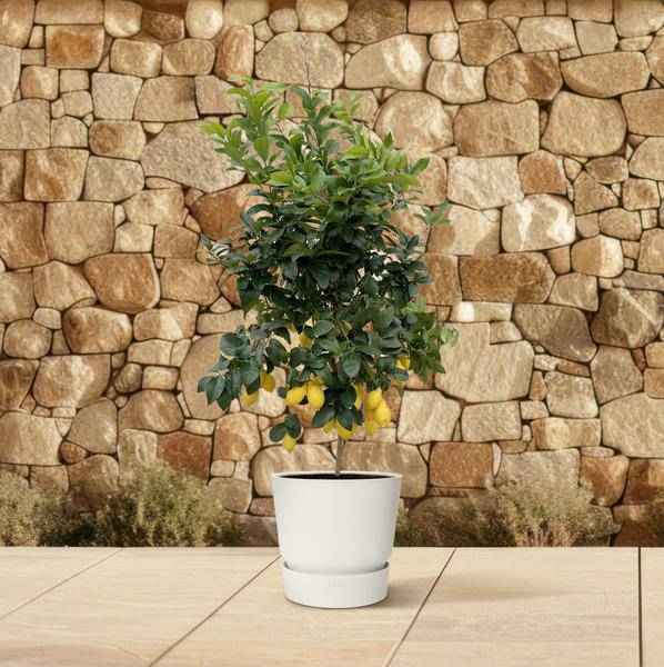 Image of Orangenbaum – Citrus Calamondin – Zitruspflanze 200cm Ø40cm – Kübelpflanze mit duftenden Blüten & Früchten-3