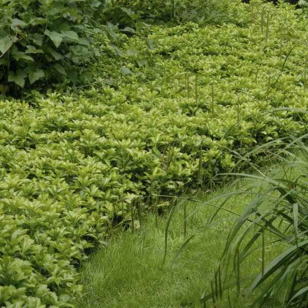 Image of Pachysandra terminalis 'Green Carpet' – 6 Pflanzen – Schattengrün – Immergrüner Bodendecker – Weiße Blüten – Halbschatten – Pflegeleicht