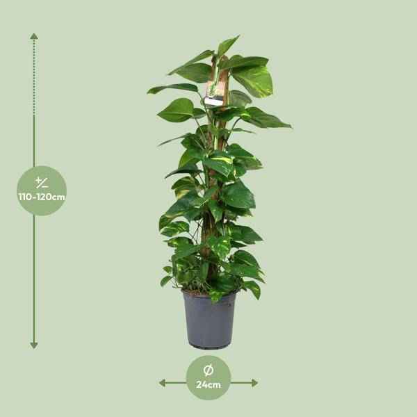 Image of Efeutute Scindapsus Epipremnum – Zimmerpflanze – Ø24cm 120cm hoch – Pflegeleichte Kletterpflanze mit leuchtend grünem Laub – Ideal für Halbschatten – Fabien Pflanzen