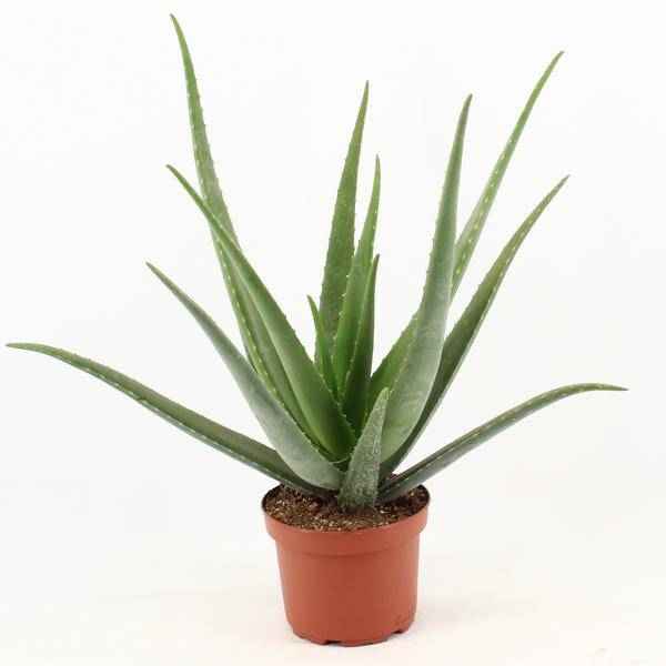 Image of Echte Aloe Vera – Zimmerpflanze – Ø19cm – ca. 70cm hoch – pflegeleichte Heilpflanze mit fleischigen Blättern-0