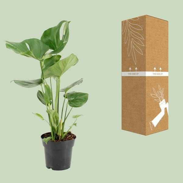 Image of Köstliches Fensterblatt – Monstera Deliciosa – pflegeleichte Zimmerpflanze – Ø17cm – ca. 60cm hoch – dekorative Grünpflanze mit großen Blättern-2