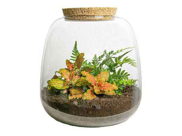 Image of Flaschengarten – Emma Mini – DIY Bausatz – ↑20cm – Ø19cm – mit Fittonia Ruby Lime – Selbstbewässerndes Pflanzenterrarium-0