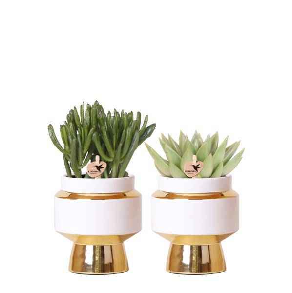 Image of Sukkulenten 2er – Set in eleganten Le Chic Keramiktöpfen – Ø9cm – Pflegeleichte Grünpflanzen – Weiß mit goldenen Details – Dekoratives Pflanzen-0