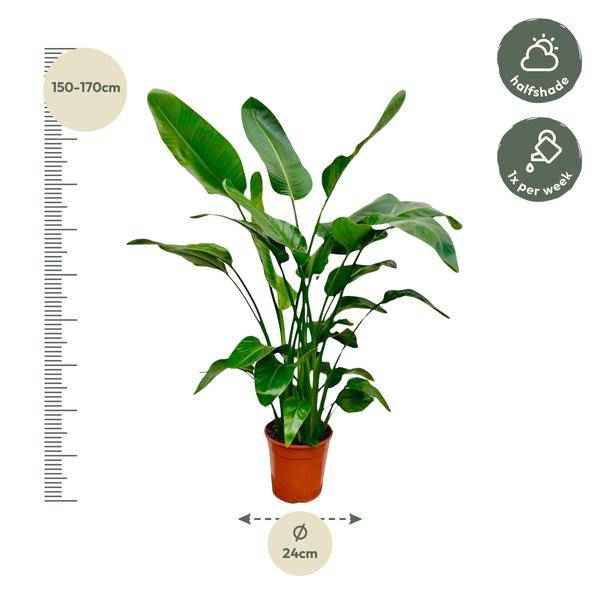 Image of Baum – Strelitzie Strelitzia Nicolai Zimmerpflanze Ø24cm ↕150cm – tropische Grünpflanze für Wohnzimmer, Büro & helle Standorte kaufen-1