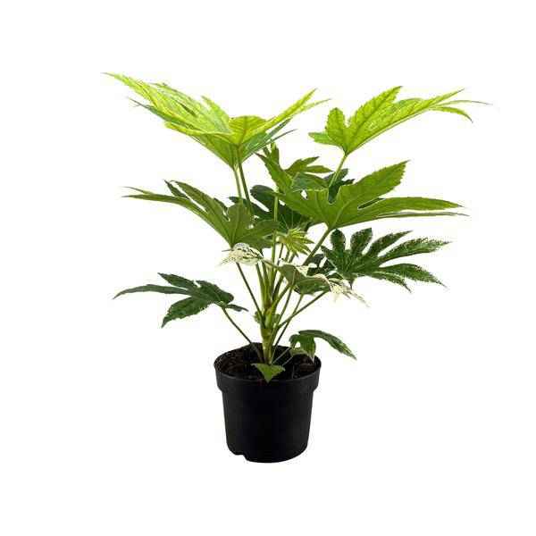 Image of Zimmeraralie Fatsia Japonica Spider Web Zimmerpflanze Ø17cm ↕50cm – pflegeleichte Grünpflanze für Wohnzimmer, Büro & helle Standorte kaufen