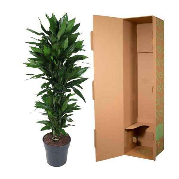Image of Drachenbaum Zimmerpflanze Ø31cm ↕130cm – pflegeleichte Grünpflanze für Wohnzimmer, Büro & helle Standorte kaufen-2
