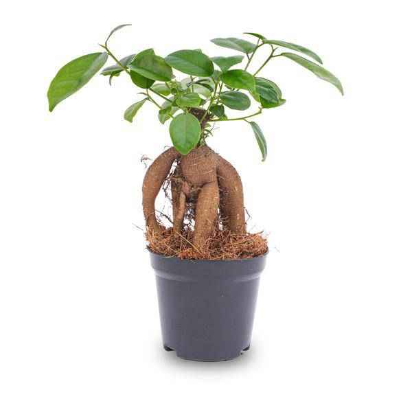 Image of Chinesische Feige – Ficus microcarpa Ginseng – Ø9cm – Bonsai – Zimmerpflanze – Dekorativer Kleinbaum für Zuhause & Büro-1