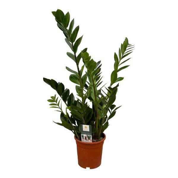 Image of Zamioculcas – Glücksfeder – Zimmerpflanze – Ø17cm – Höhe ca. 75cm – pflegeleichte Sukkulente für Wohnzimmer, Büro und Schlafzimmer-0