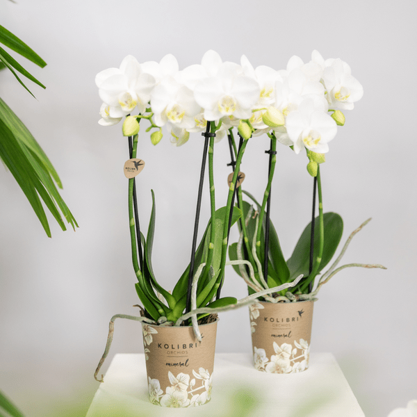 Image of Weiße Phalaenopsis Orchideen – Amabilis – 2 Pflanzen – Blühende Zimmerpflanze Ø9cm – Multiflora – Orchidee mit 2-3 Zweigen