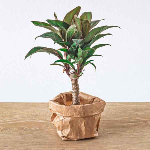Image of Mini – Palme Cordyline fruticosa Purple Compacta – Terrarienpflanze – Ø6cm – Kompakte Keulenlilie mit violettem Laub – Pflegeleicht & dekorativ-1