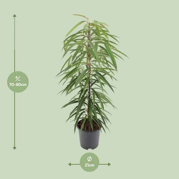 Image of Schmalblättrige Birkenfeige Ficus binnendijkii Alii Zimmerpflanze Ø21cm ↕80cm – pflegeleichte Grünpflanze für Wohnzimmer, Büro & helle Standorte-1